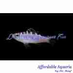 Chalk Bass (Captive Bred)