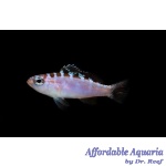 Chalk Bass (Captive Bred)