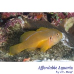 Citron Clown Goby