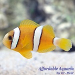 Clarkii Clownfish