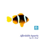 Clarkii Clownfish