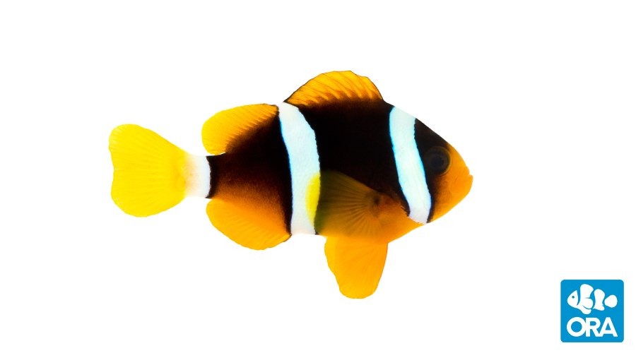 clarkiiclownfish Clarkii Clownfish - Image 1