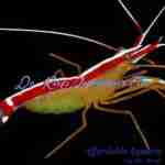 Cleaner Shrimp