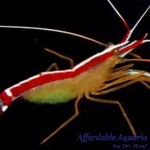 Cleaner Shrimp