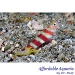 Wheeler Goby & Pistol Shrimp bonded pair