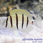 Convict Tang