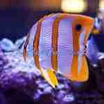 Copperband Butterflyfish