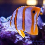 Copperband Butterflyfish