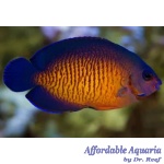 Coral Beauty Angelfish