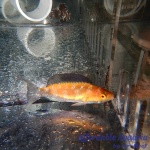 Crescent Tail Fairy Wrasse (Female)