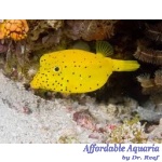 Cubicus Boxfish EXPERT ONLY