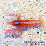 Curly Que Snapping Shrimp