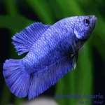 Delta Super Mixed Color female