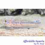Diamond Goby