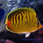 Sunset Butterflyfish
