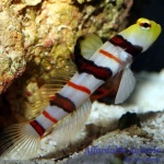 Dracula Goby