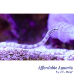 Dragonface Pipefish EXPERT ONLY