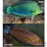 Dusky Margined Wrasse