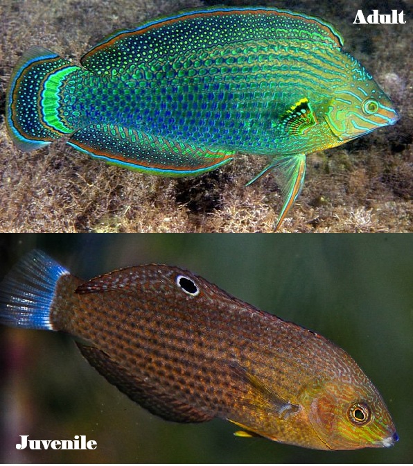 dusky Dusky Margined Wrasse - Image 1