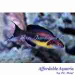 Dusky Fairy Brunneus Wrasse