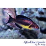 Dusky Fairy Brunneus Wrasse