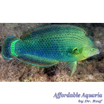 Dusky Margined Wrasse