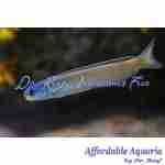 Dusky Tilefish
