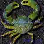 Emerald Crab