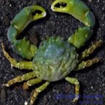 Emerald Crab