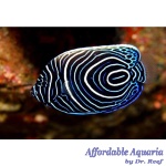 Emperor Angelfish (Juvenile)