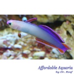 Purple Firefish