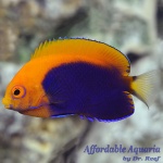 Flameback Angelfish (Captive Bred)
