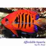 Flame Angelfish (Captive Bred)