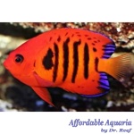 Flame Angelfish