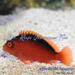 Flame Hawkfish