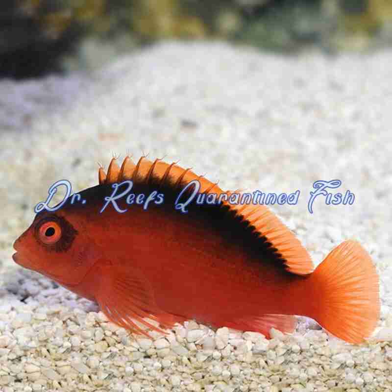 flame-hawkfish-1 Flame Hawkfish - Image 1