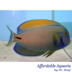 Fowler's Surgeonfish