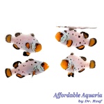 Frostbite Frozen Bonded Pair