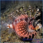 Fuzzy Dwarf Lionfish