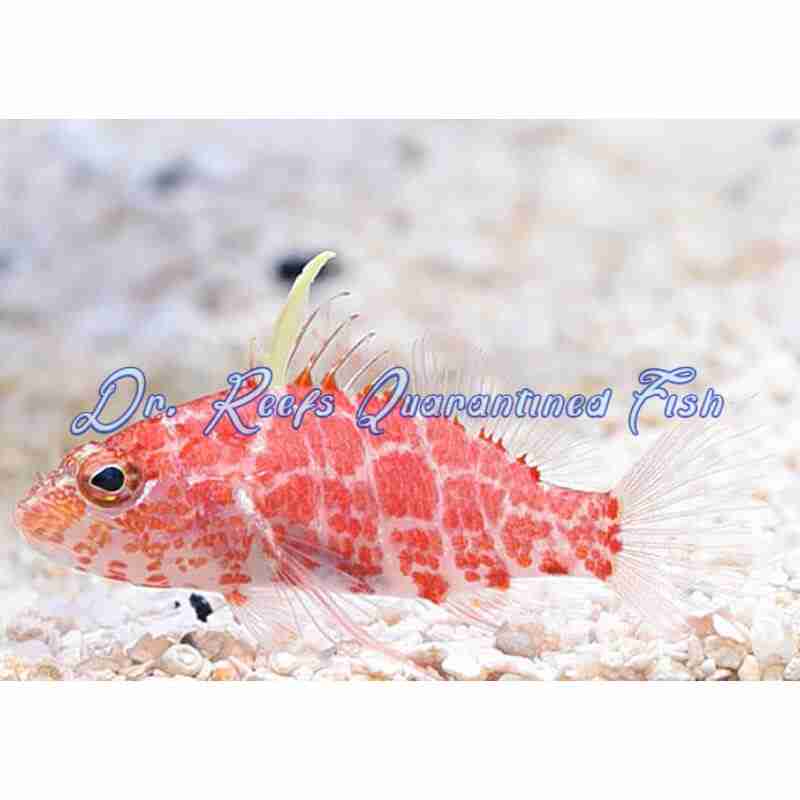 geometric-pygmy-hawkfish-1 Geometric Pygmy - Image 1