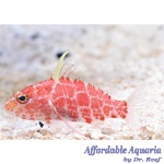 Geometric Pygmy Hawkfish