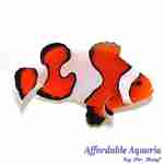 Gladiator Clownfish