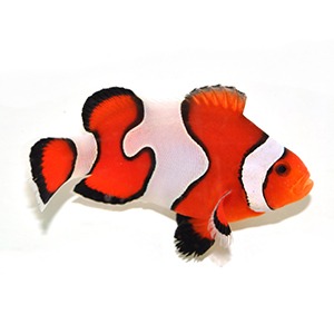 gladiatorclownfish Gladiator Clownfish - Image 1