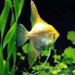 Gold Angelfish