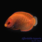 Golden Angelfish (Captive Bred)