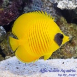 Golden Semilarvatus Butterflyfish