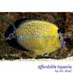 Goldflake Angelfish (Captive Bred)