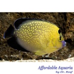 Goldflake Angelfish (Captive Bred)