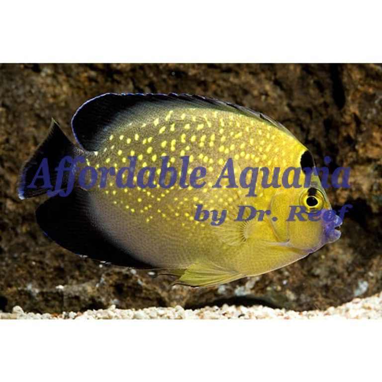 goldflake-angelfish-captive-bred-affordable-aquaria