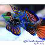 Mandarin - Blue/Green (Captive Bred)